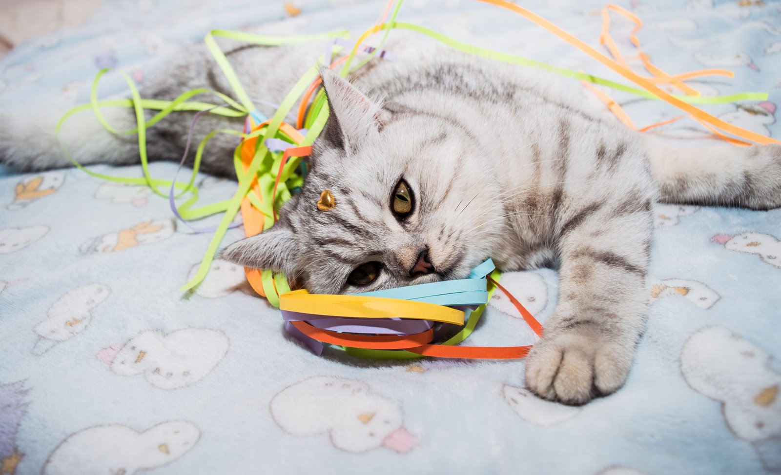 Beautiful cat playing with colored ribbons. Gray funny kitten.