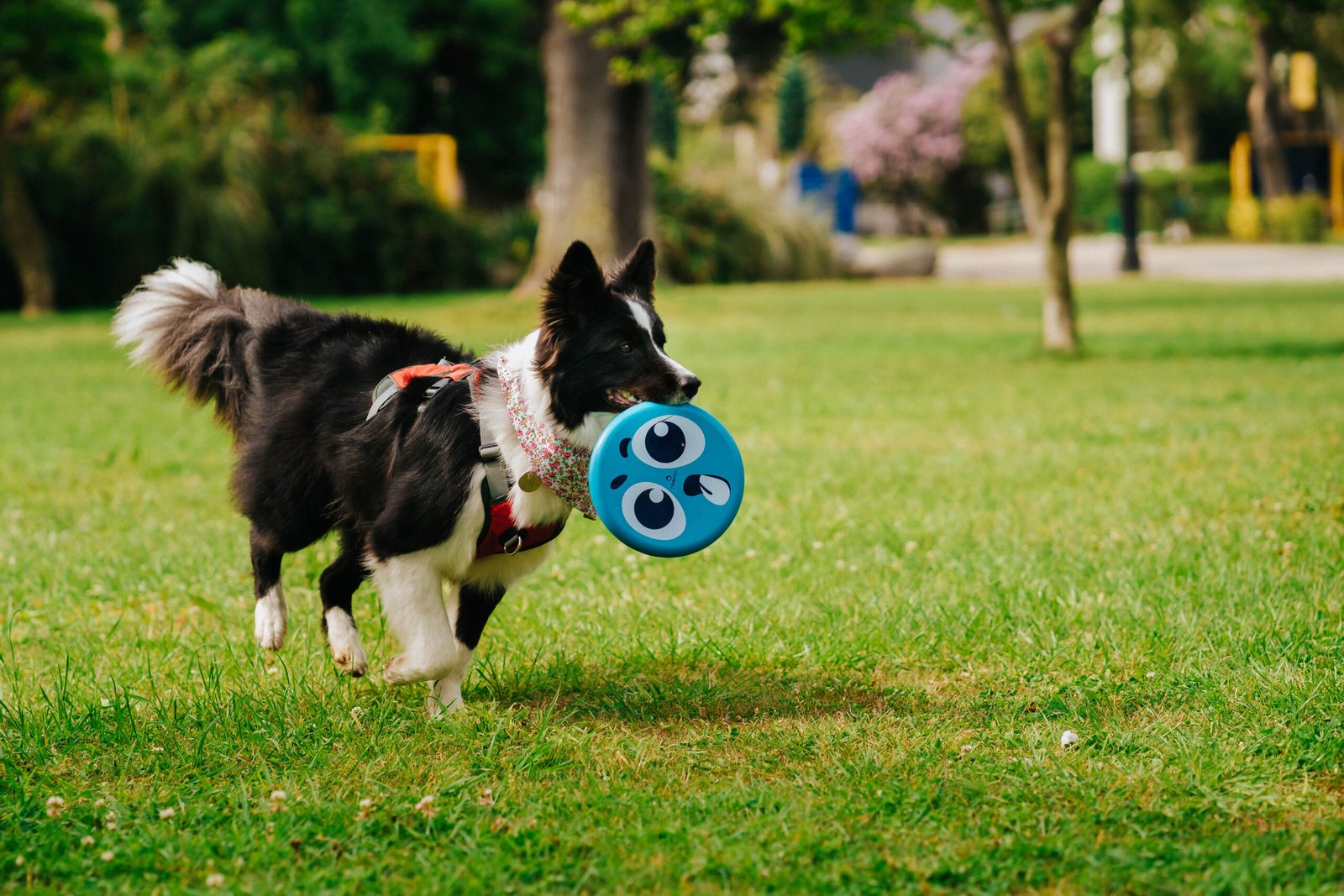 border-collie-running-grass-outdoor-park-with-blue-frisbee-its-mouth