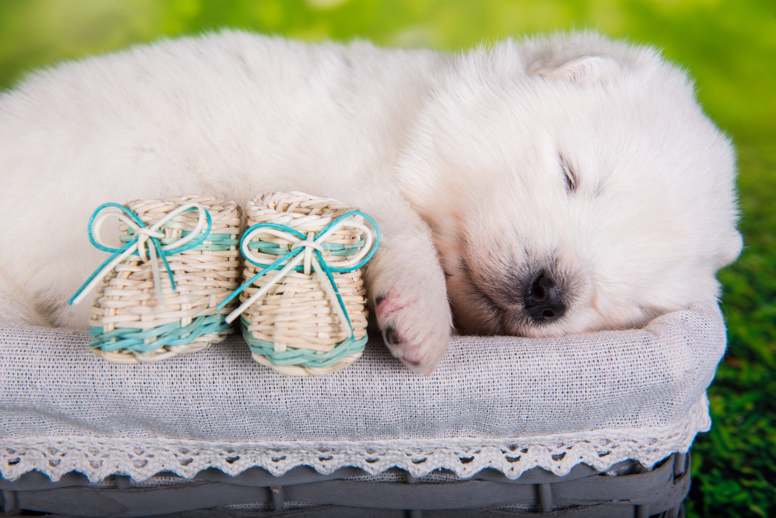 White fluffy small Samoyed puppy dog two weeks age in the basket with small boots on green grass background