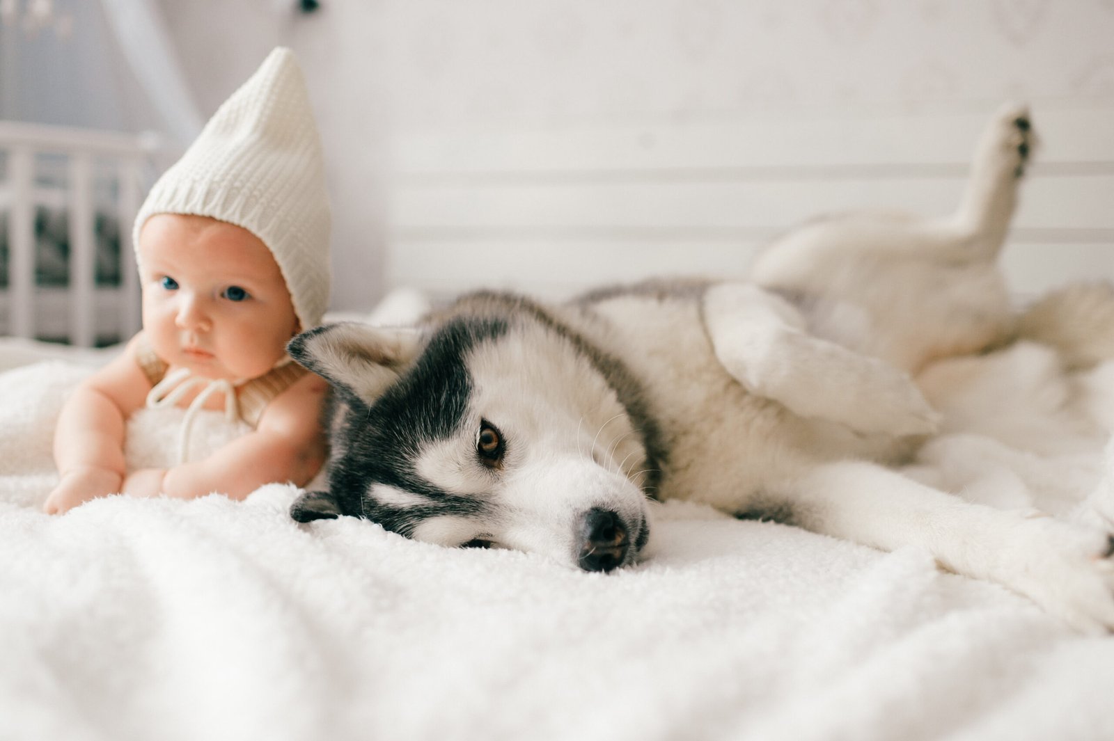 Newborn baby lifestyle soft focus portrait lying on back together with husky puppy on bed at home. Little child and lovely husky dog friendship. Adorable infant funny child in cap resting with pet