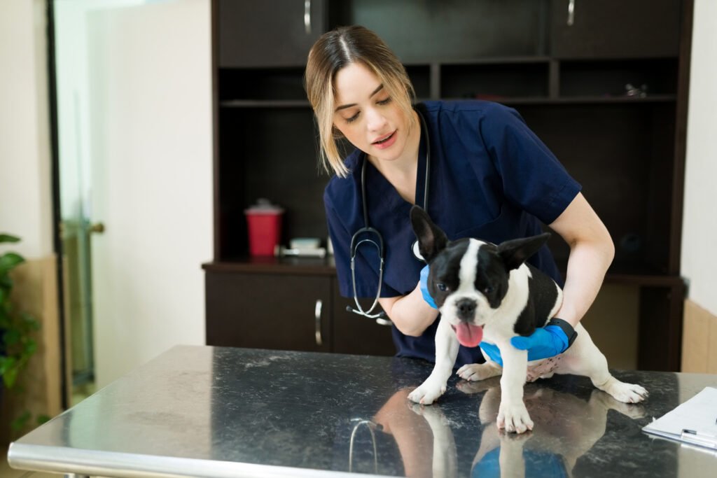 Attractive caucasian woman working with a boston terrier at the vet's office. Female veterinarian checking the health and symptoms of a sick dog at the animal clinic