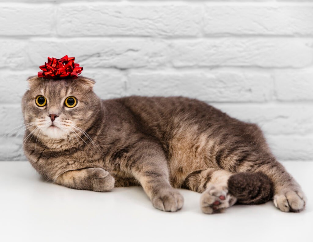cute-cat-with-red-ribbon-head