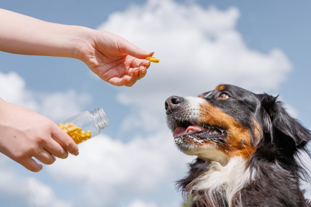 A closeup image of hands giving a treat to a dog outside on a sunny day with blue skies and fluffy clouds