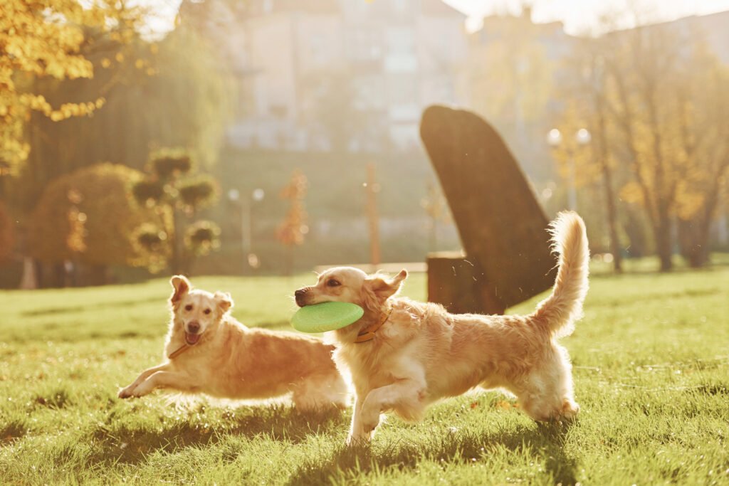 Running with frisbee. Two beautiful Golden Retriever dogs have a walk outdoors in the park together.