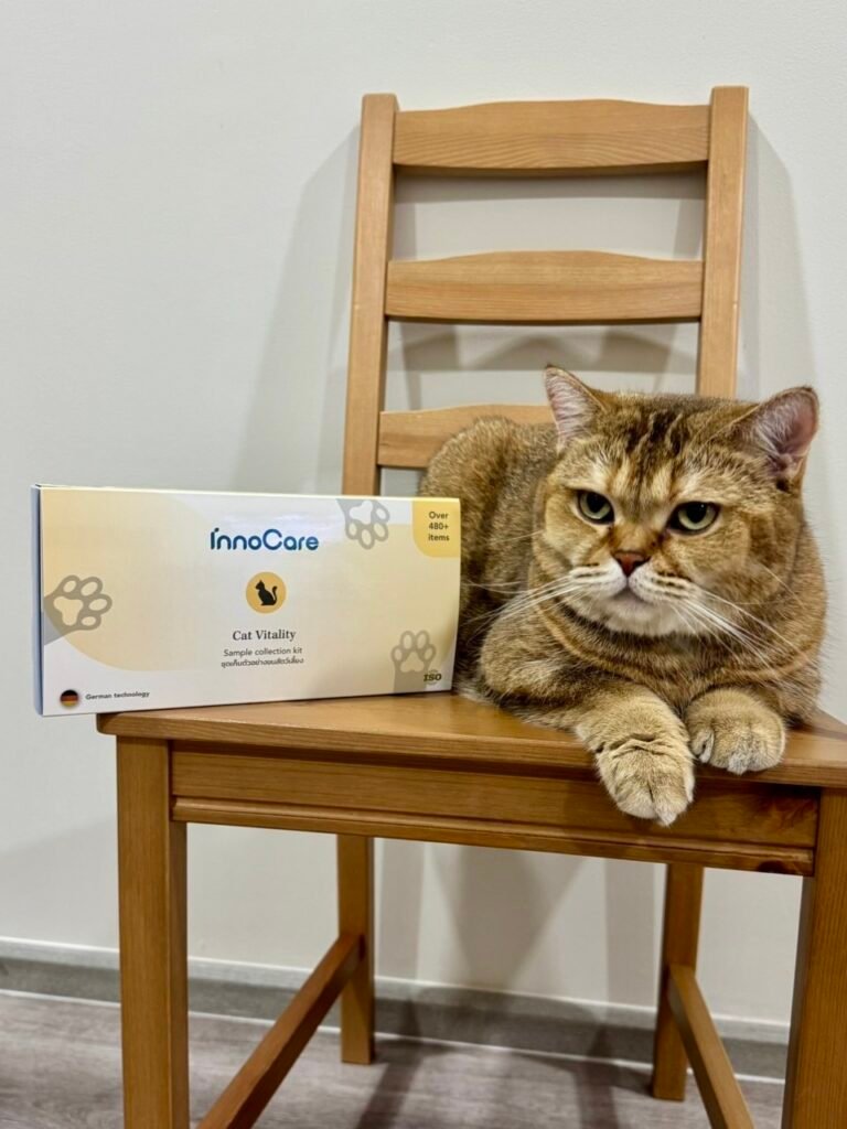 Cat on chair next to InnoCare box