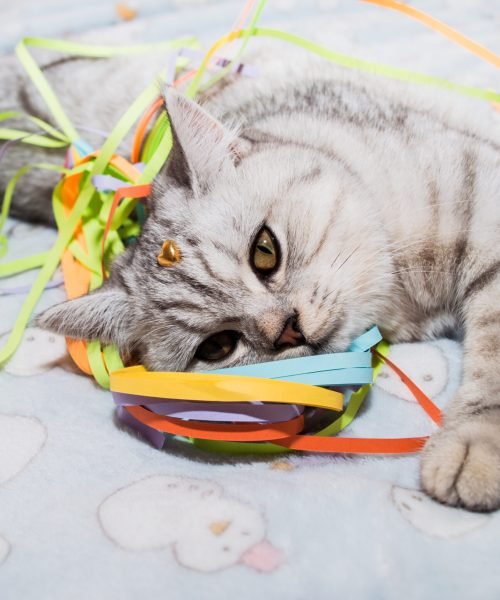Beautiful cat playing with colored ribbons. Gray funny kitten. Beautiful cat playing with colored ribbons. Gray funny kitten.