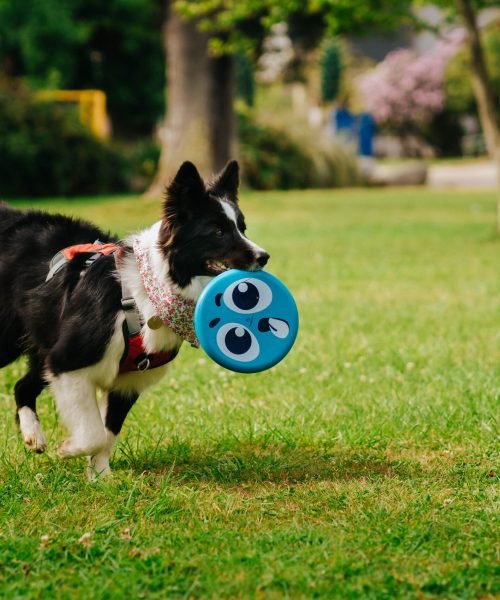 border-collie-running-grass-outdoor-park-with-blue-frisbee-its-mouth border-collie-running-grass-outdoor-park-with-blue-frisbee-its-mouth
