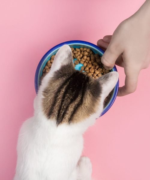 Cat eats from a bowl on a pink background Cat eats from a bowl on a pink background