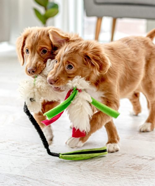 Couple of toller puppies at home Couple of toller puppies biting soft toy at home