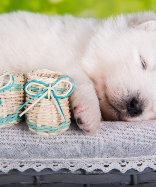 White small Samoyed puppy dog with small boots White fluffy small Samoyed puppy dog two weeks age in the basket with small boots on green grass background